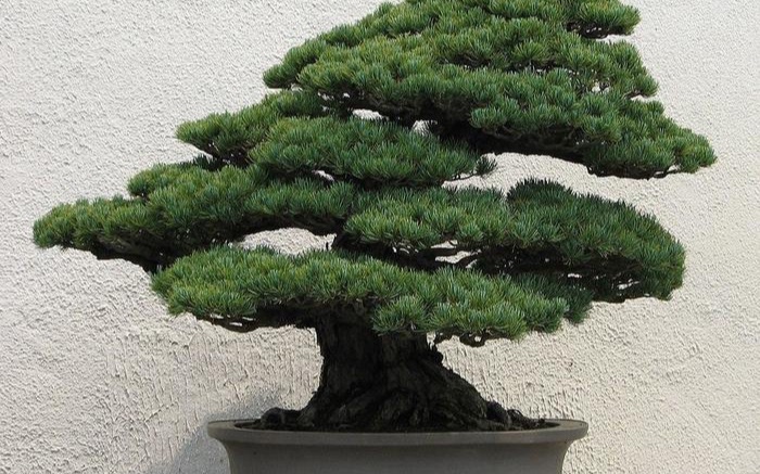 A potted bonsai tree - the kind of reference photo you'd send in